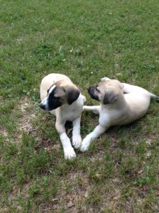 Anatolian Shepherd